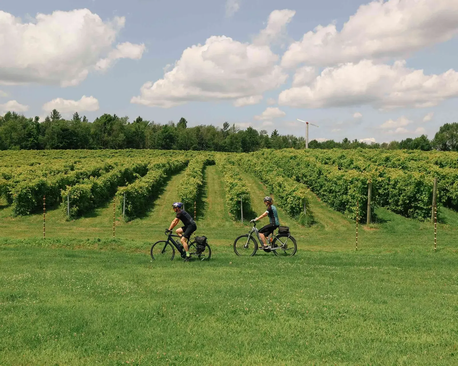 Cyclistes entre les rangs de vigne du Domaine Bresee